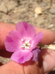 Clarkia purpurea viminea