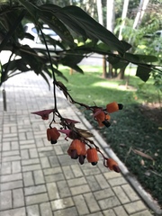 Stromanthe schottiana