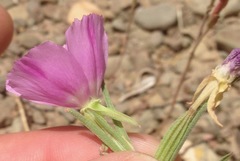 Clarkia purpurea viminea
