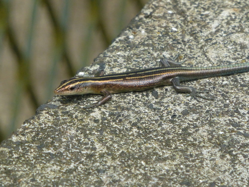 Azure-tailed Skink