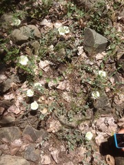 Calystegia malacophylla