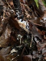 Hydnocristella himantia