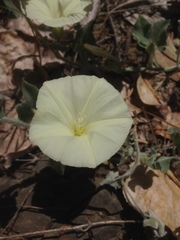 Calystegia malacophylla
