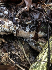 Hydnocristella himantia