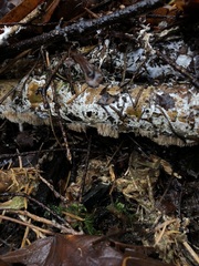 Hydnocristella himantia