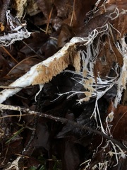 Hydnocristella himantia