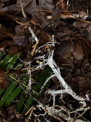 Hydnocristella himantia