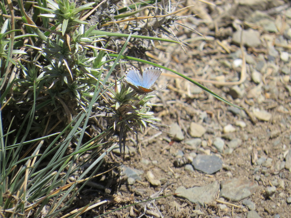 Pseudolucia patago