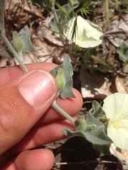 Calystegia malacophylla
