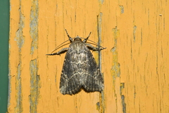 Anhimella contrahens