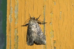 Anhimella contrahens