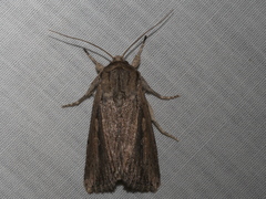 Persectania dyscrita