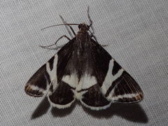Phrataria bijugata
