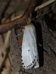 Cryptophasa delocentra
