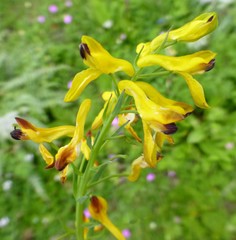 Corydalis juncea