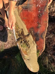 Astrometis sertulifera