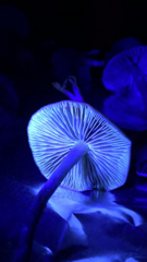 Hypholoma marginatum