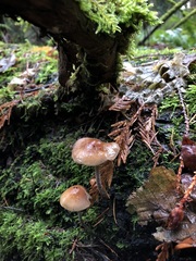 Hypholoma marginatum