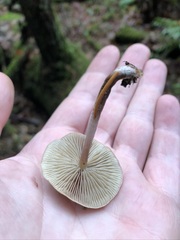 Hypholoma marginatum