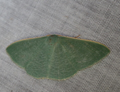 Prasinocyma ocyptera