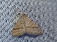 Scopula lydia