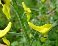 Corydalis juncea