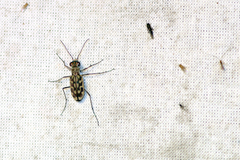 Lophyra cancellata