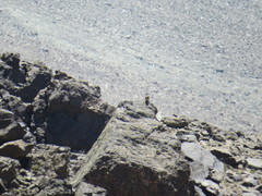 Daptrius megalopterus