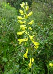 Corydalis juncea