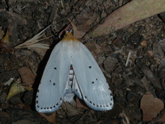 Cryptophasa delocentra