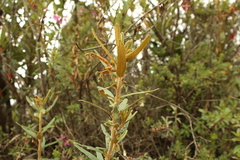 Siphocampylus columnae