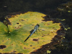 Erythemis simplicicollis