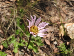 Iostephane heterophylla