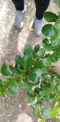 Hesperomeles