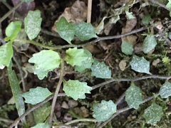 Lobelia perpusilla