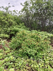 Spiraea beauverdiana