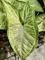 Caladieae
