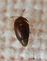 Sericoderus