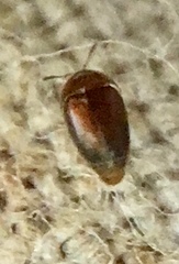 Sericoderus
