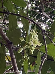 Brexia madagascariensis