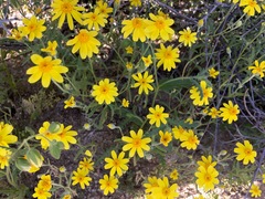 Eriophyllum ambiguum
