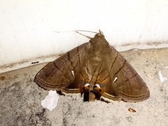 Dyomyx egista
