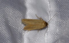 Holcocera immaculella