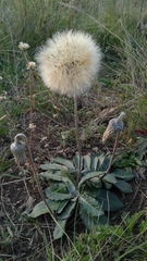 Chaptalia integerrima