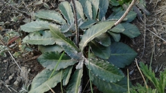 Chaptalia integerrima