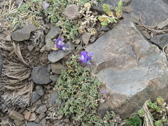 Astragalus arnottianus