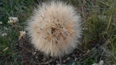 Chaptalia integerrima