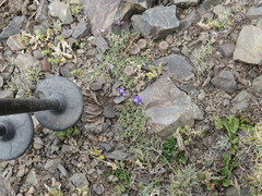 Astragalus arnottianus