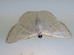 Leuciris