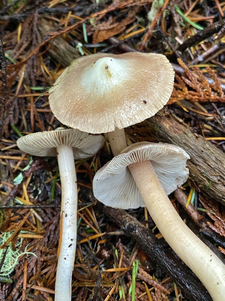 Inocybe albodisca